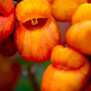 Calceolaria ‘Kentish Hero’