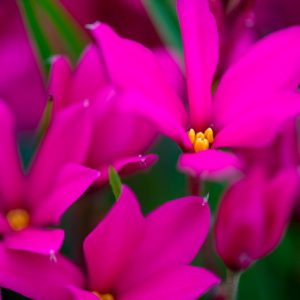 Rhodoxis ‘Fairy Tale’