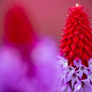 Primula vialii