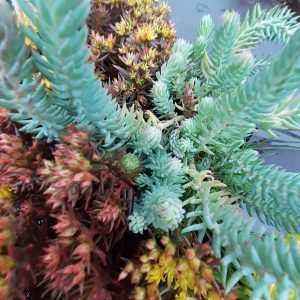 Sedum Collection