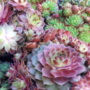 Sempervivum Collection