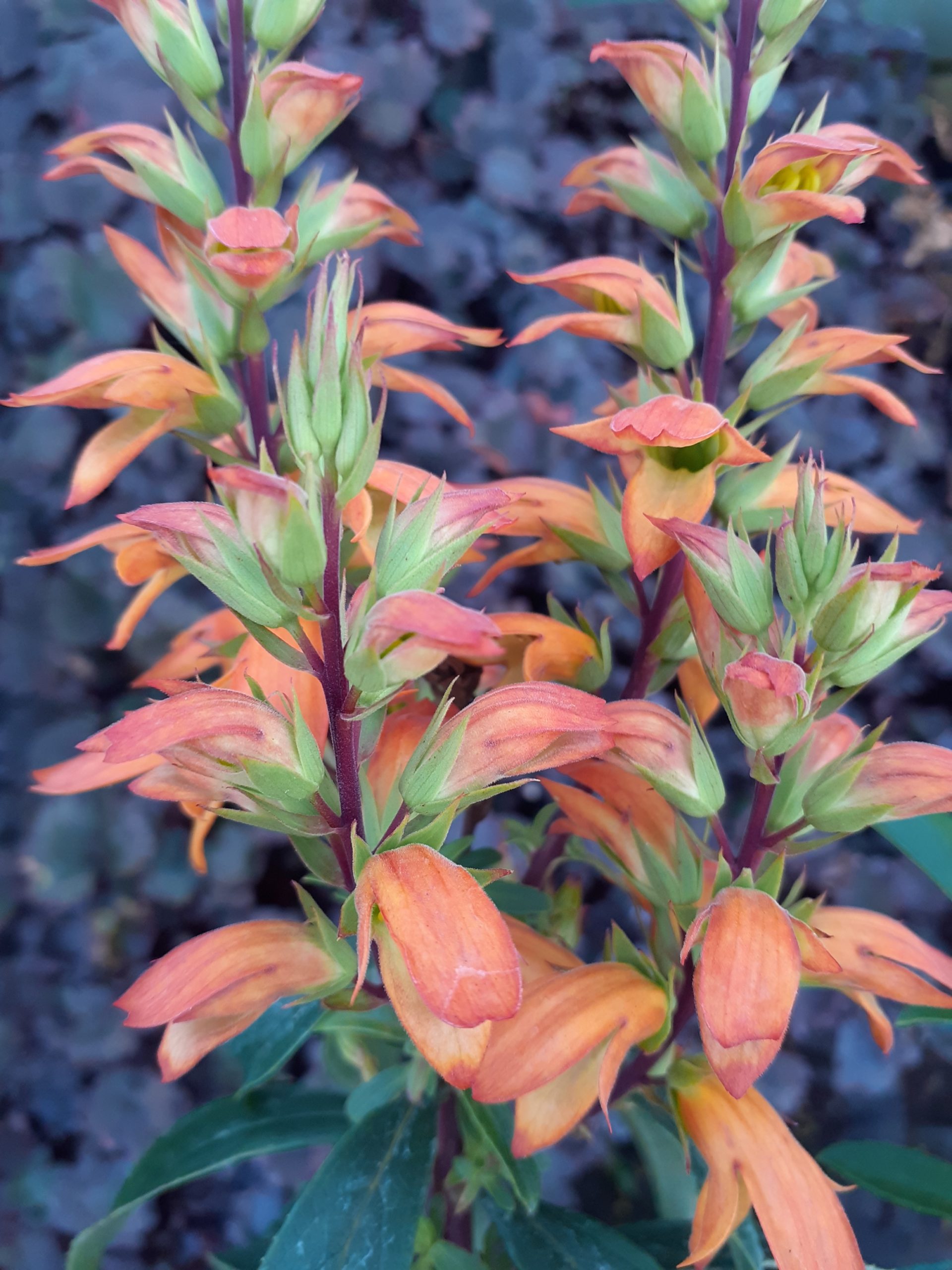 Isoplexis canariensis 'Bella' - Image 3
