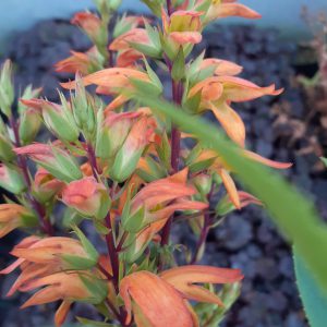 Isoplexis canariensis 'Bella'