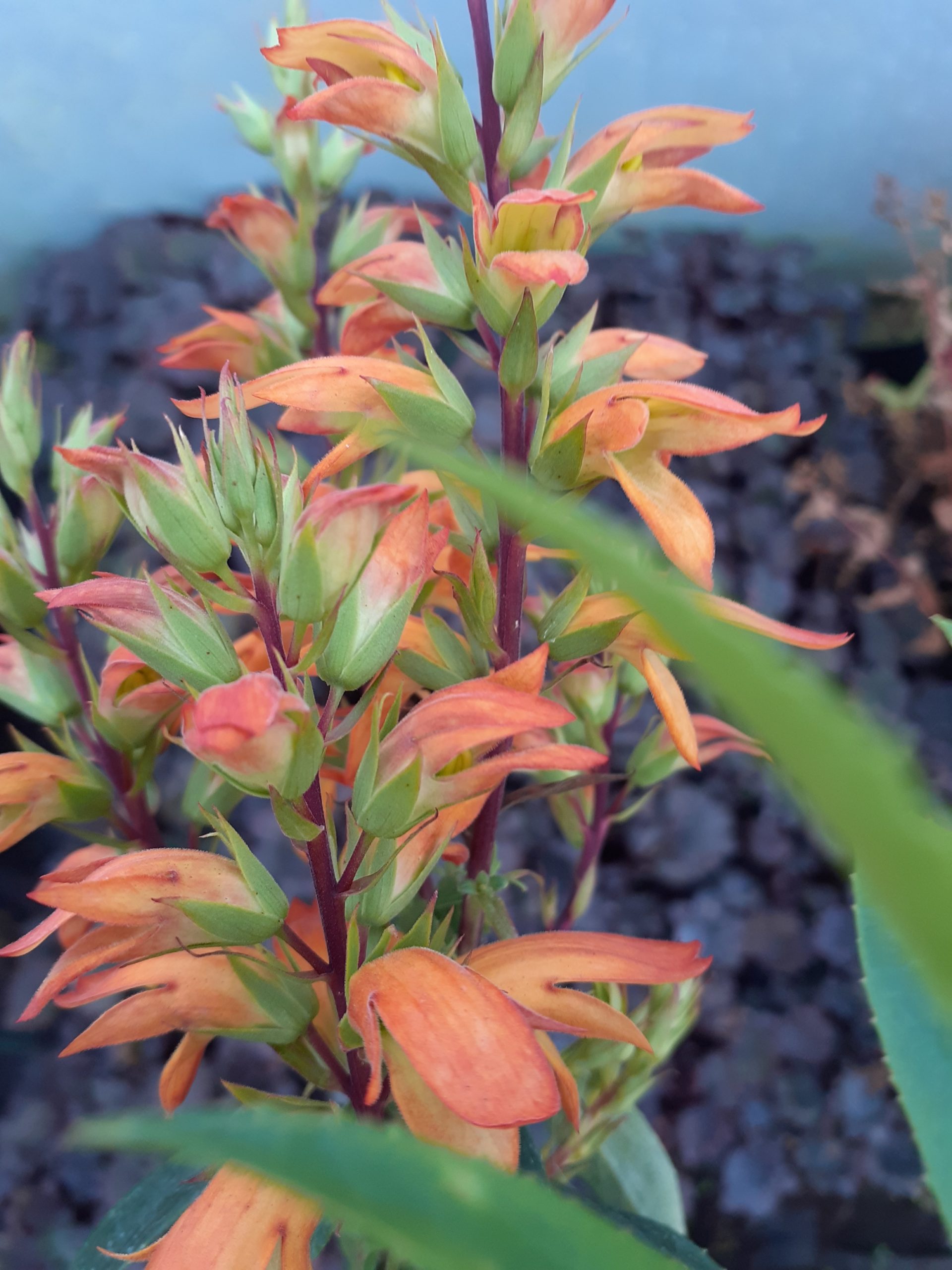 Isoplexis canariensis 'Bella' - Image 4
