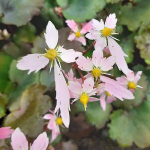 Saxifraga fortunei 'Komochi Daimonji'