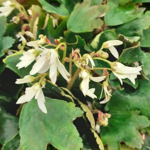 Saxifraga fortunei 'Shiranami'