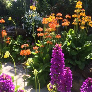 Primula Collection