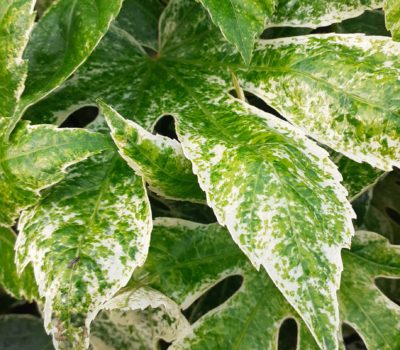 Read more about Fatsia japonica 'Spider's Web'