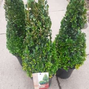 Buxus pyramids
