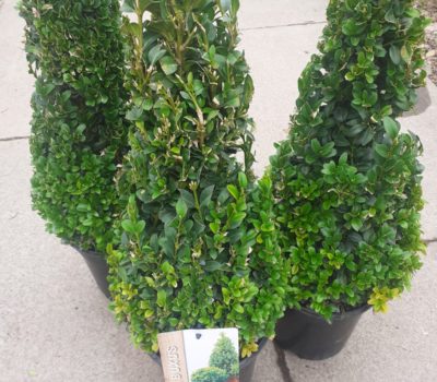 Read more about Buxus pyramids