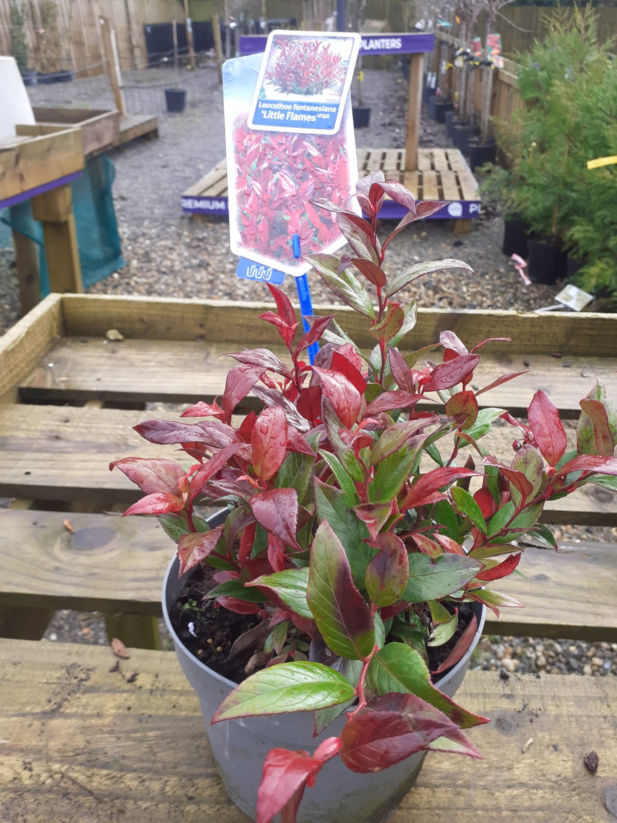 Leucothoe fontanesiana 'Little Flames' - Image 3