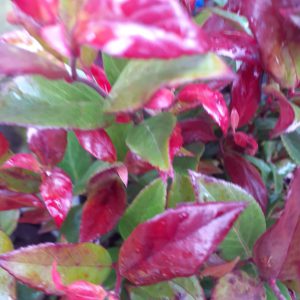 Leucothoe fontanesiana 'Little Flames'