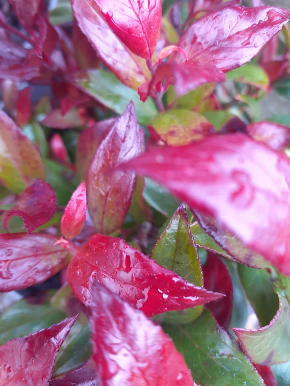 Leucothoe fontanesiana 'Little Flames' - Image 2