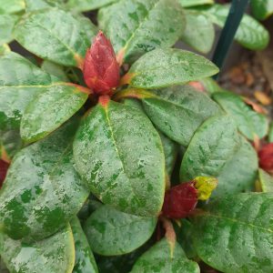 Rhododendron 'Scarlet Wonder'