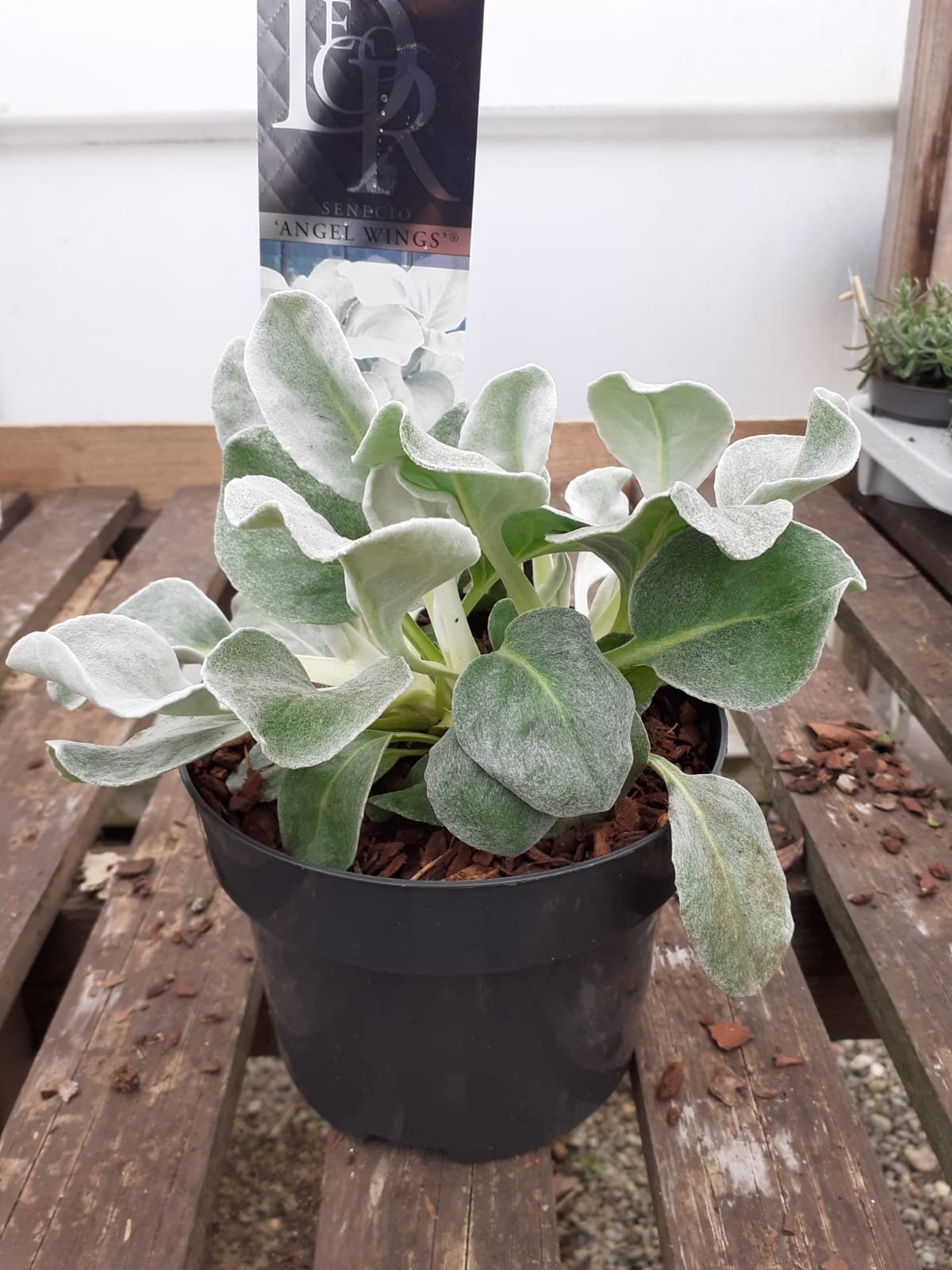 Senecio candidans 'Angel Wings' - Image 2