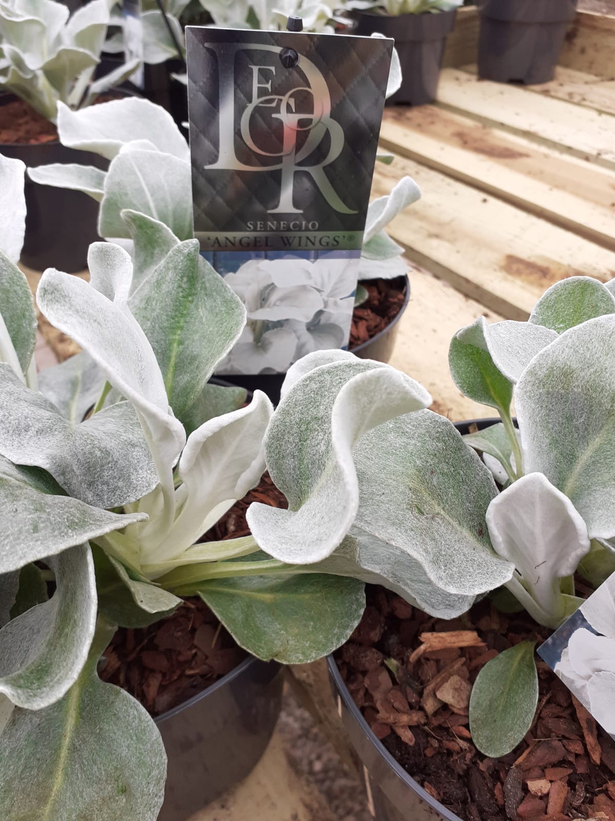 Senecio candidans 'Angel Wings' - Image 4