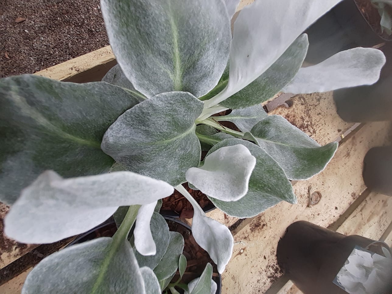 Senecio candidans 'Angel Wings'