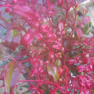 Nandina domestica