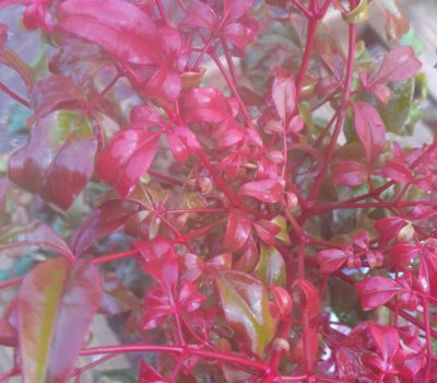 Read more about Nandina domestica