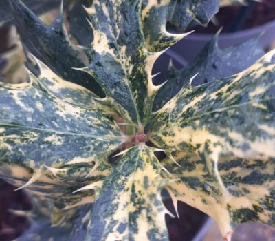 Read more about Osmanthus  heterophyllus  'Goshiki'