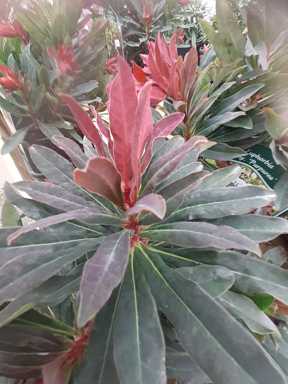 Euphorbia amygdaloides 'Purpurea'