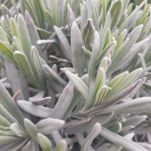 Lavender angustifolia