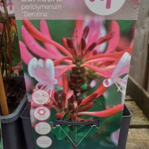 Lonicera periclymenium 'Serotina'