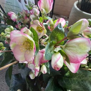 Helleborus frostkiss 'Glenda's Gloss' 3.4 litre pot