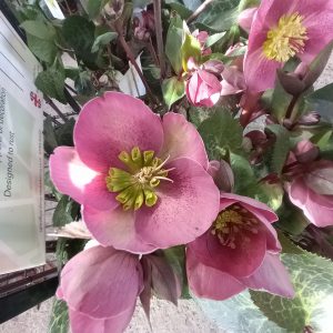 Helleborus frostkiss 'Pippa's Purple'