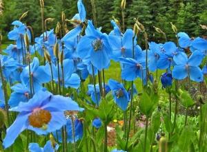 Meconopsis 'Lingholm'