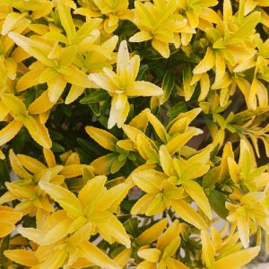 Euonymous japonicus 'Happiness'