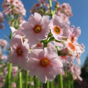 Primula japonica 'Apple blossom'