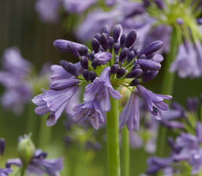 Read more about Agapanthus 'Popping Purple'