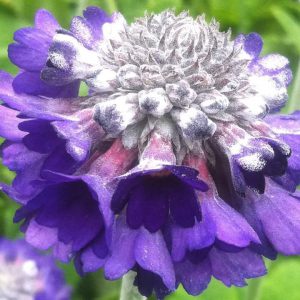 Primula capitata subsp. mooreana