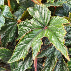 Begonia 'Gryphon'